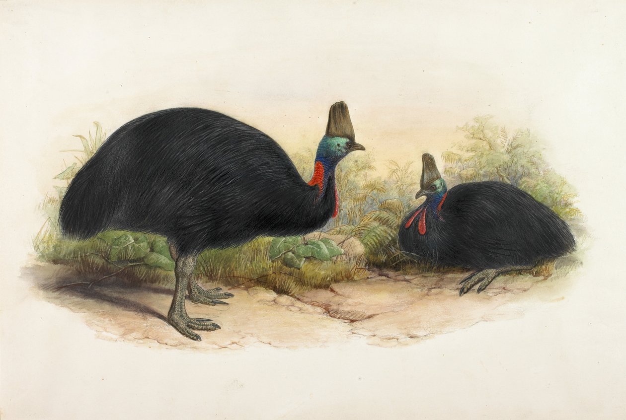 Zuidelijke kasuaris, Casuarius casuarius door Henry Constantine Richter