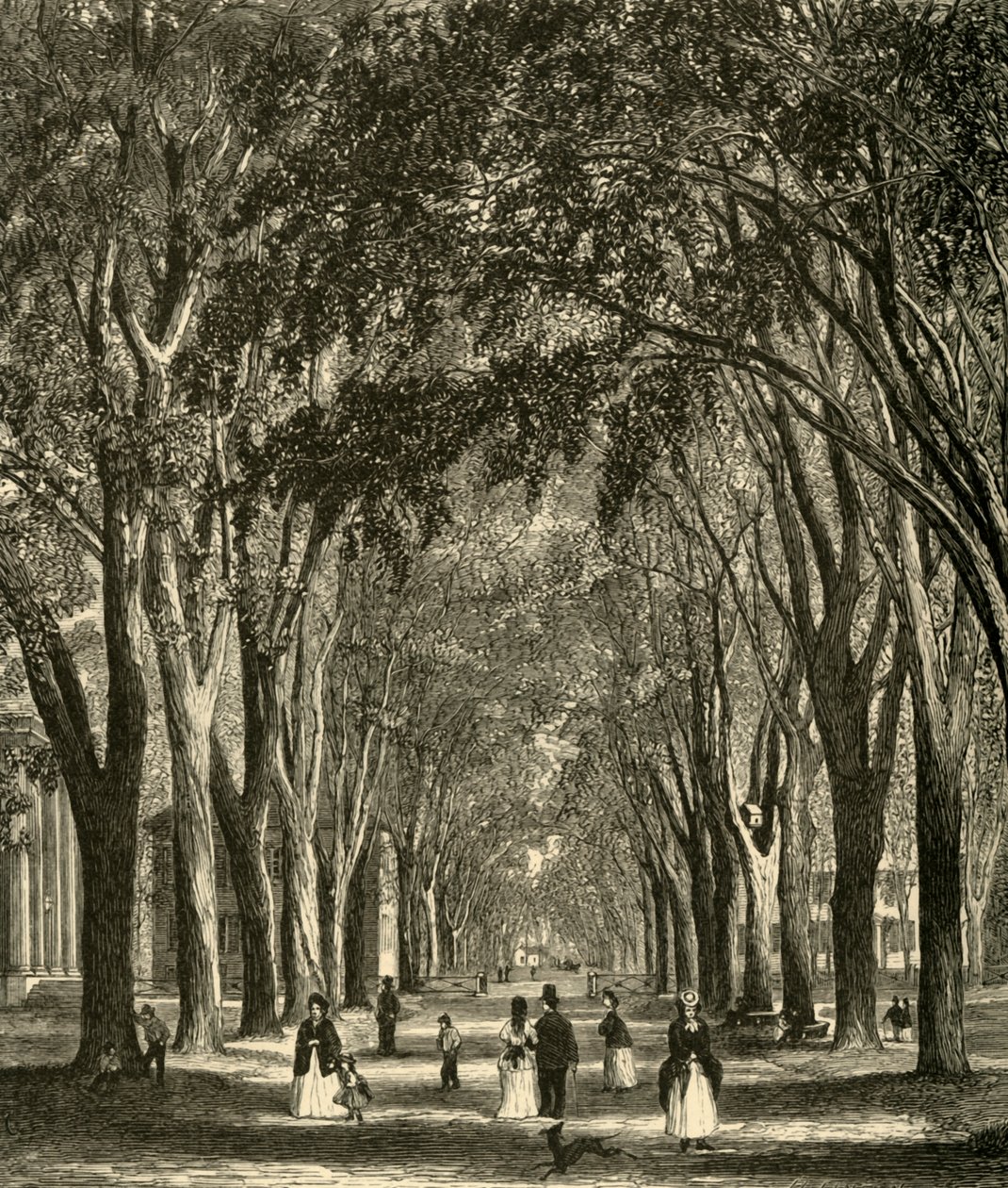 De New-Haven Elms, 1874 door Henry Duff Linton