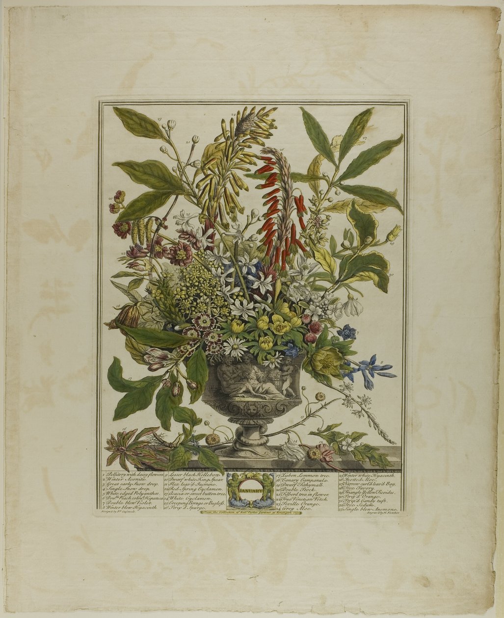 Januari, uit Twaalf maanden bloemen door Henry Fletcher