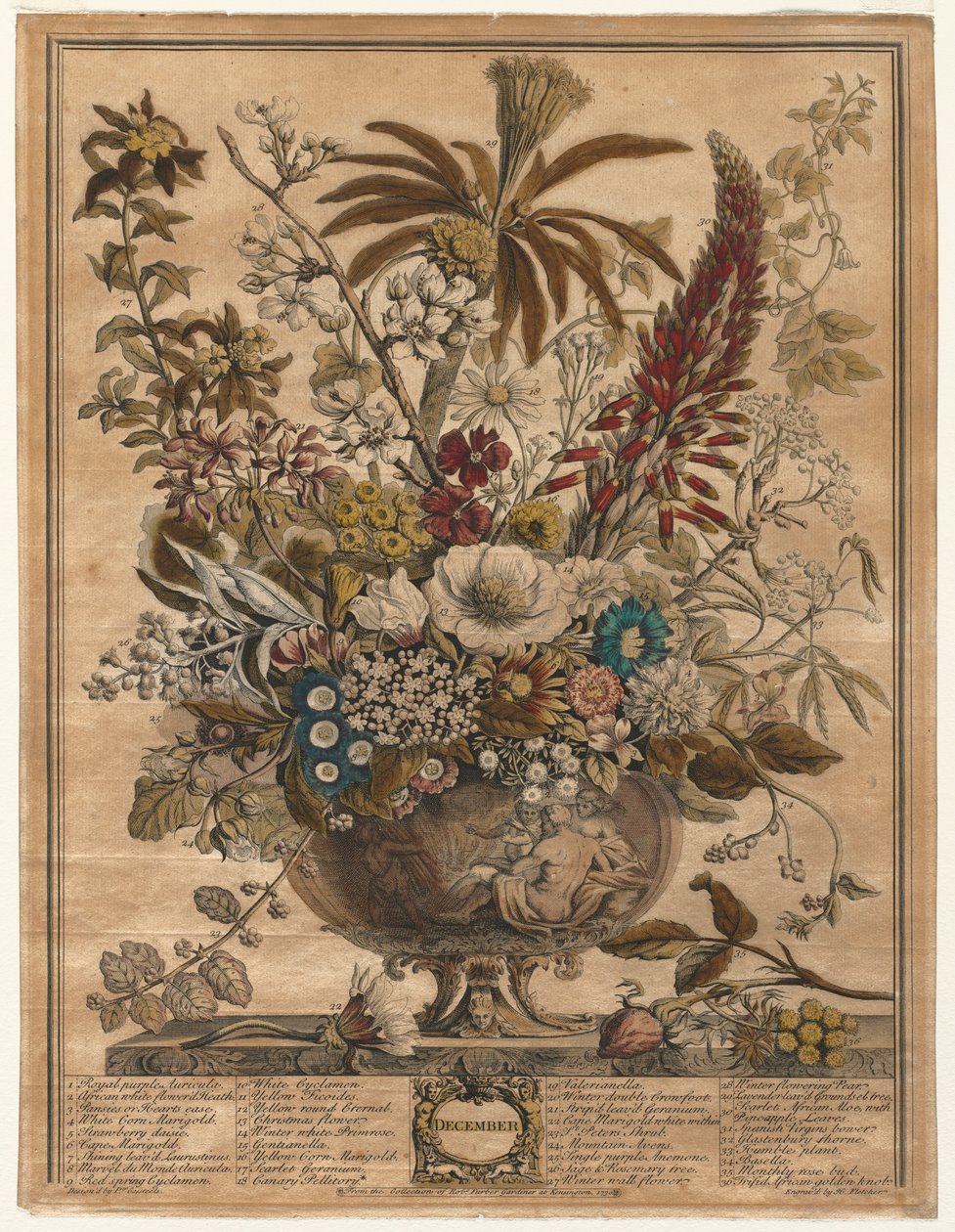 Twaalf Maanden Bloemen: December, 1730 door Henry Fletcher