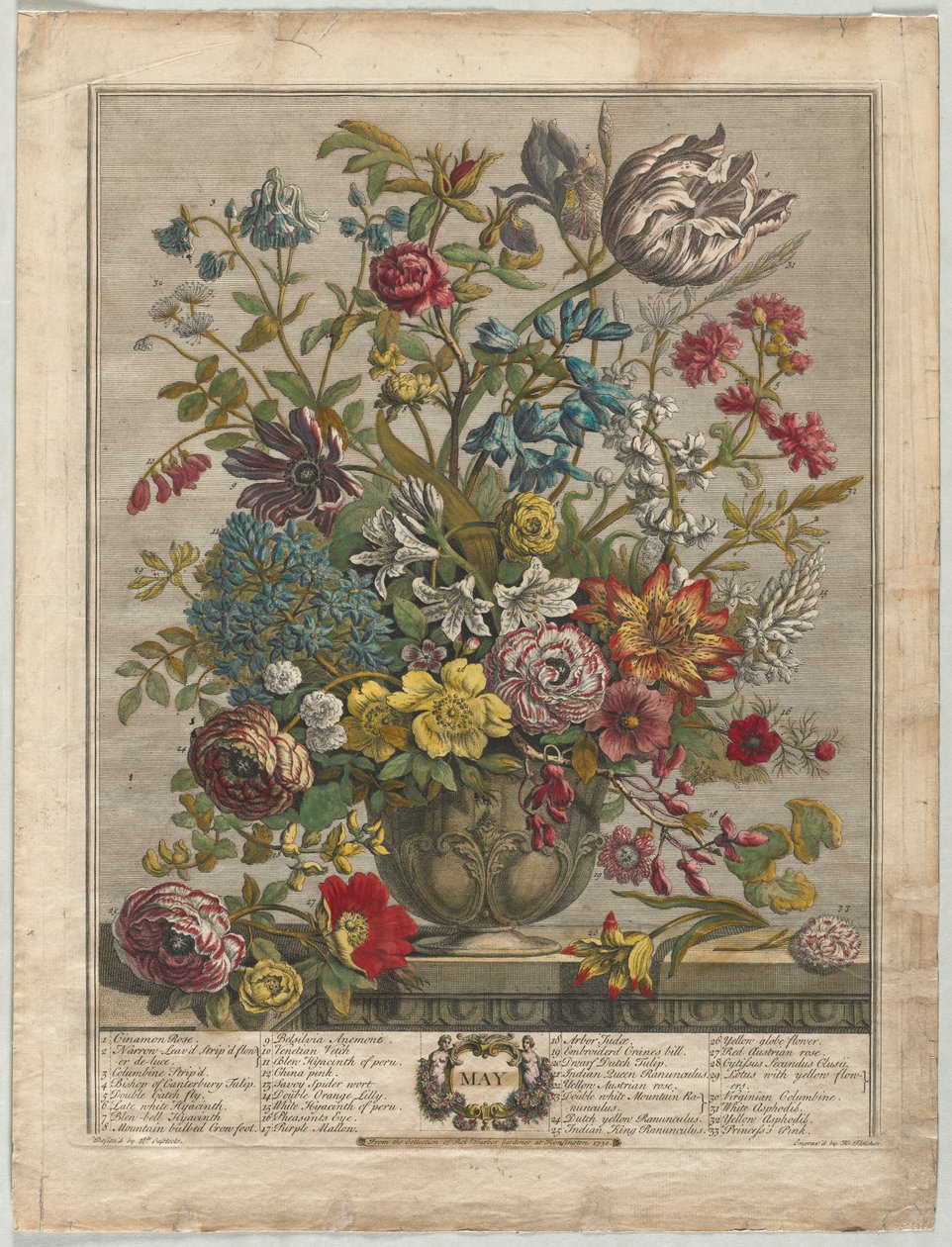 Twaalf Maanden Bloemen: Mei, 1730 door Henry Fletcher