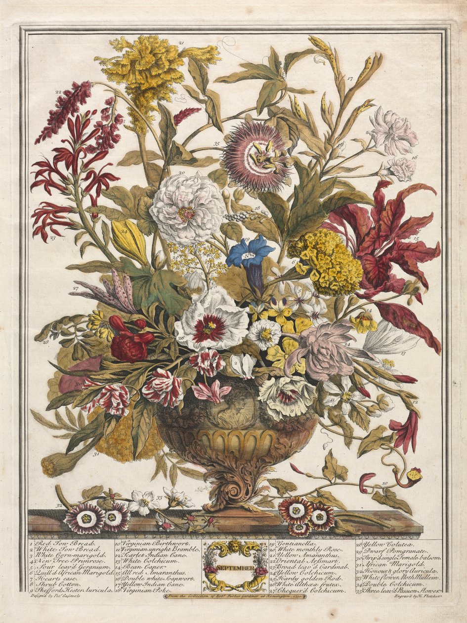 Twaalf Maanden Bloemen: September door Henry Fletcher