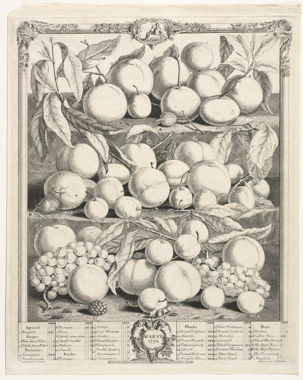 Twaalf maanden van fruit: augustus door Henry Fletcher