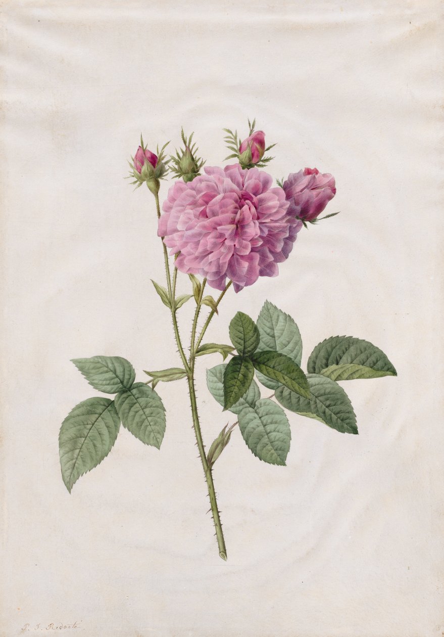 Agatharoos (Rosa Gallica Agatha) door Henry Joseph Redouté