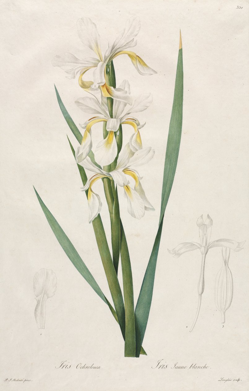 Goudband Iris door Henry Joseph Redouté