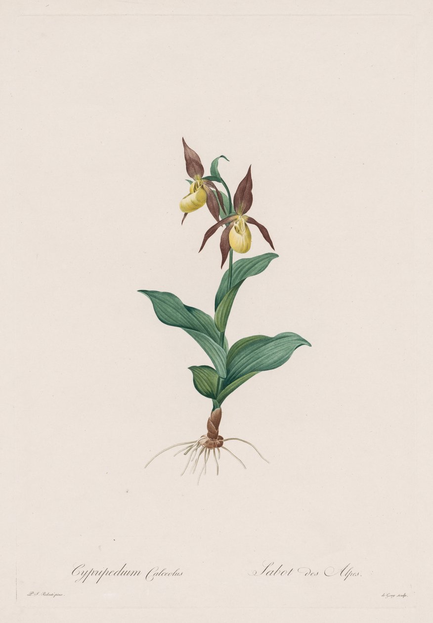 Les Liliacées: Cypripedium calceolus door Henry Joseph Redouté