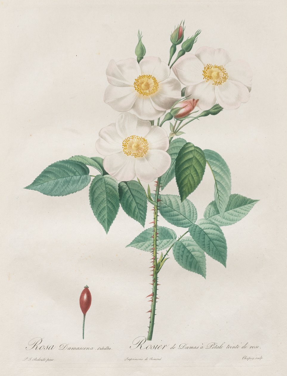 Les Roses: Rosa Damascena, subalba door Henry Joseph Redouté