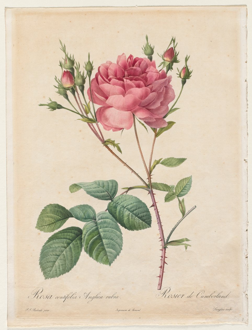 Rosa Centifolia Anglica Rubra door Henry Joseph Redouté