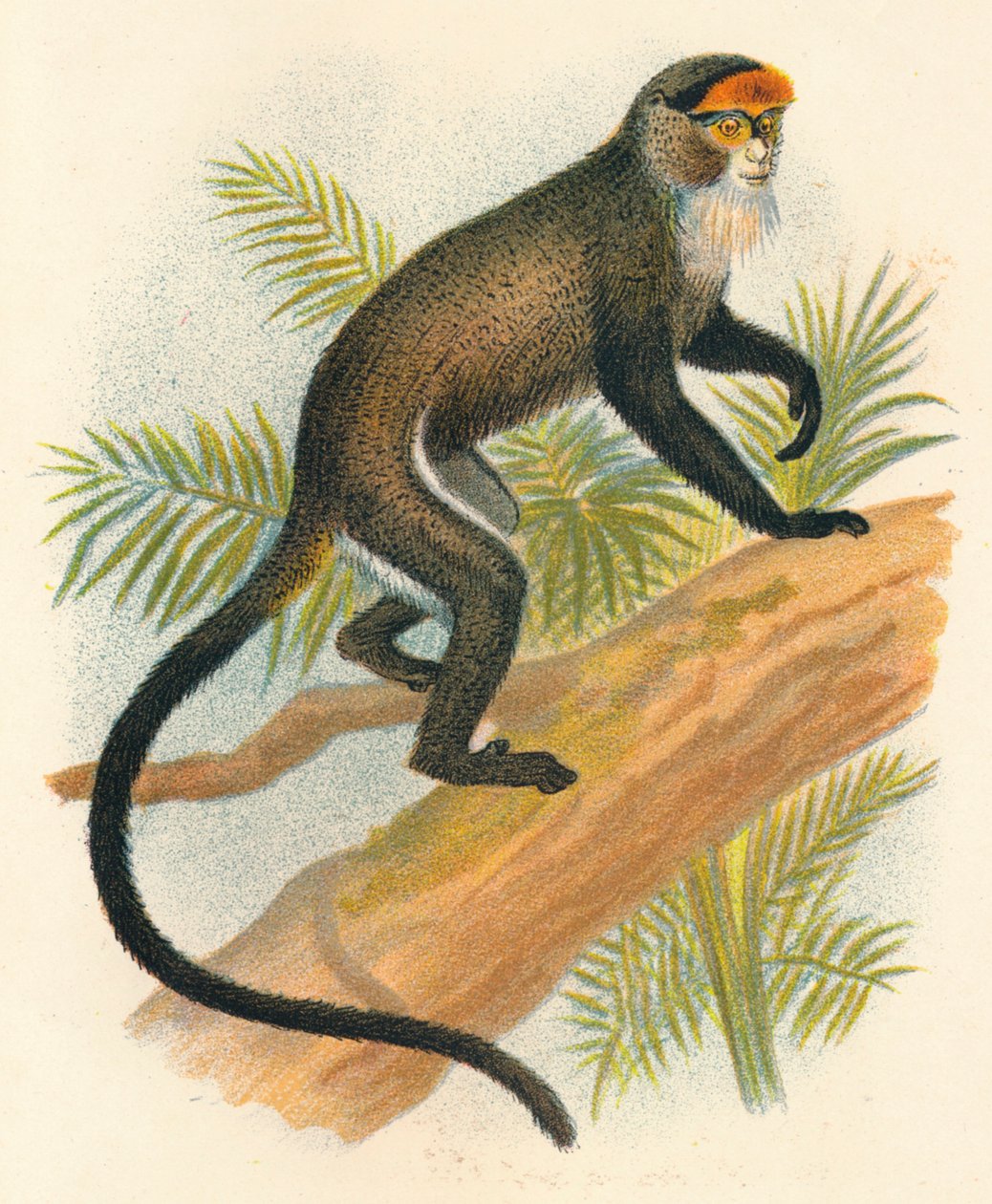 De Brazzas guenon, 1897 door Henry Ogg Forbes