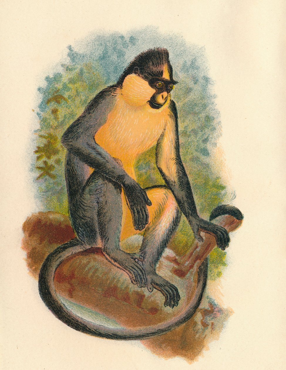 Everetts Langur, 1897 door Henry Ogg Forbes