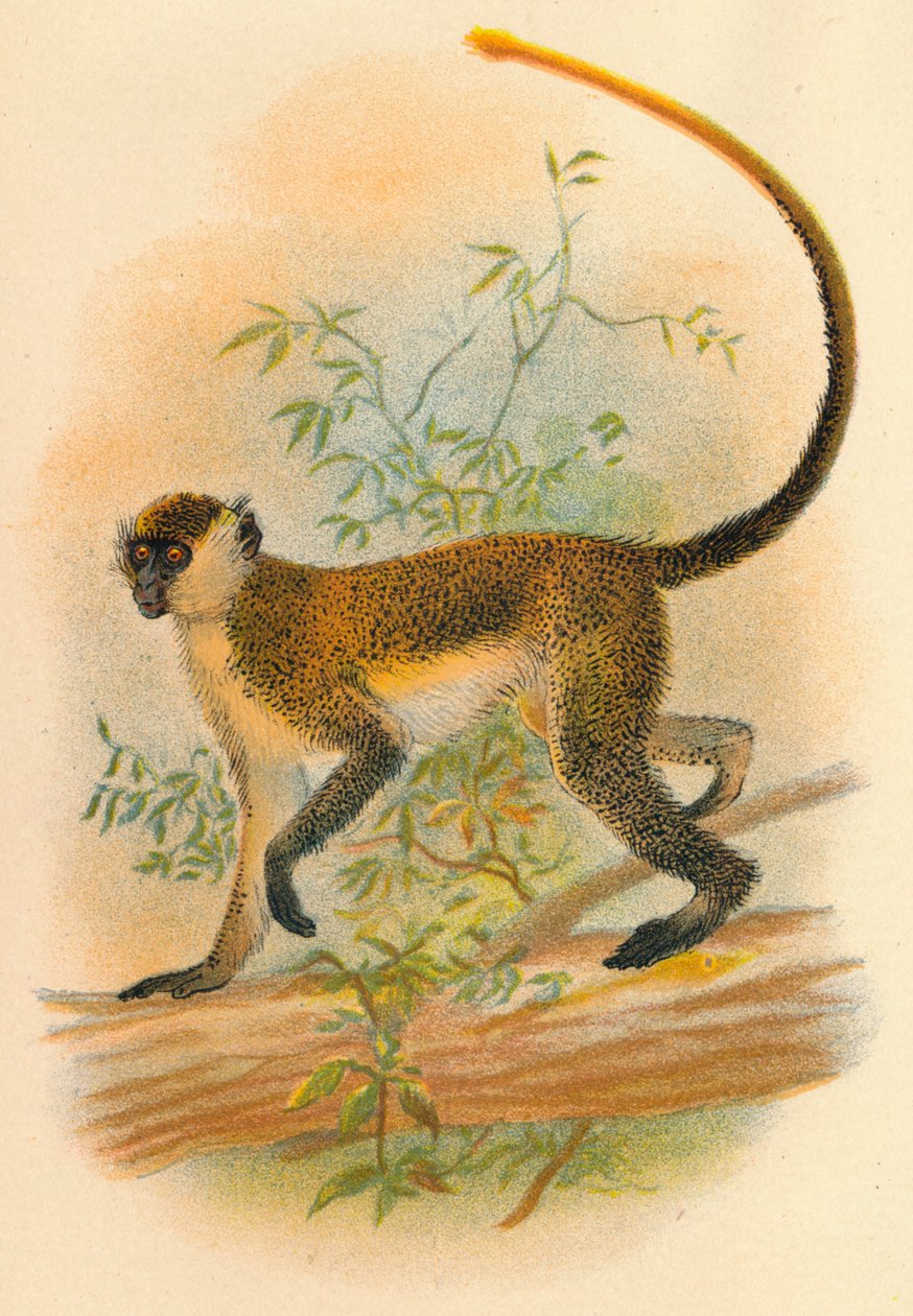 Groene guenon, 1897 door Henry Ogg Forbes