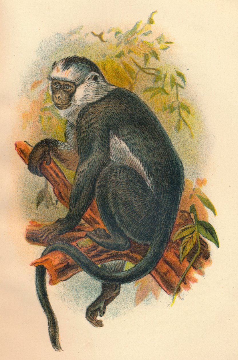 Hoses Langur, 1897 door Henry Ogg Forbes