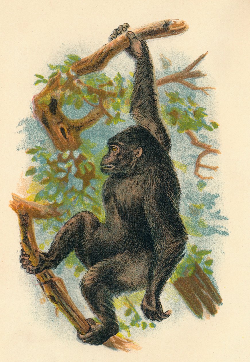 De Gorilla, 1897 door Henry Ogg Forbes