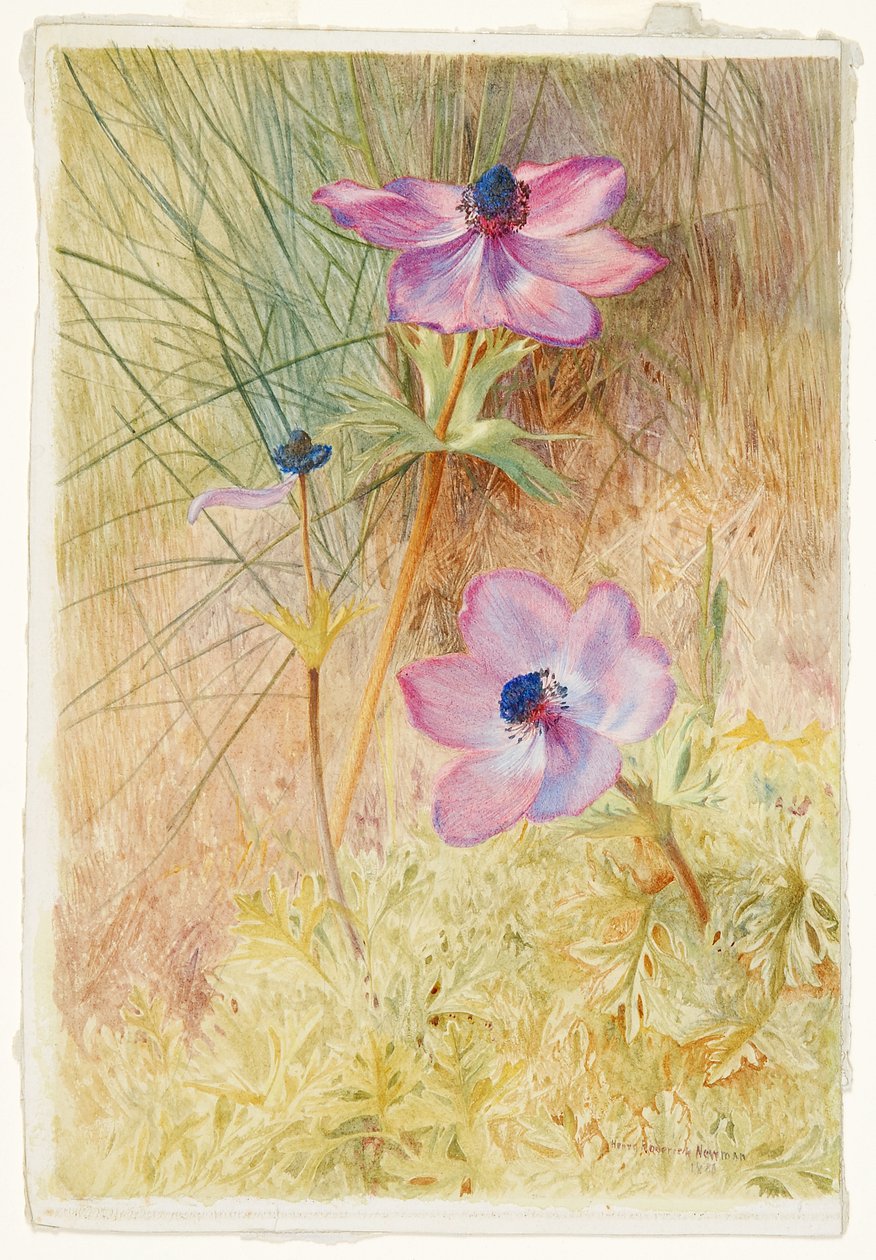 Florentijnse wilde anemonen door Henry Roderick Newman
