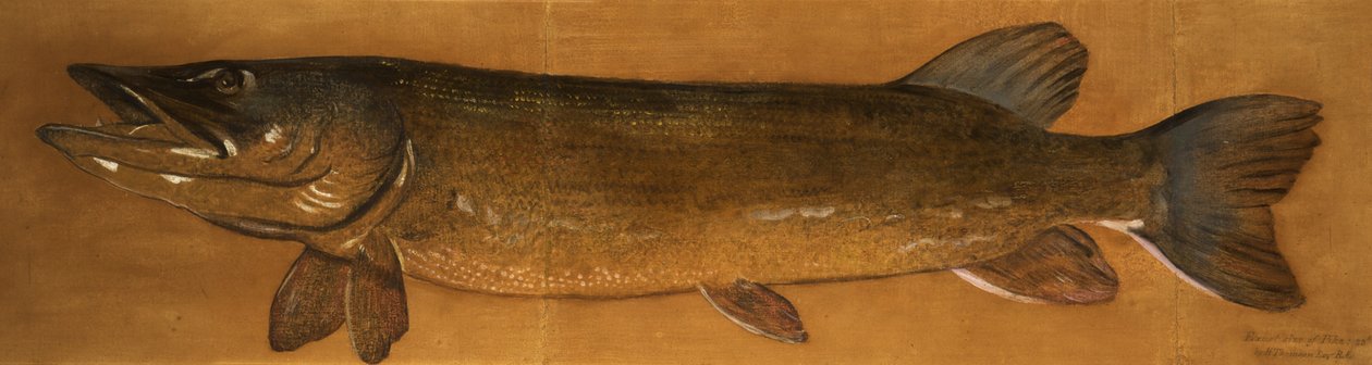 Snoek door Henry Thomson