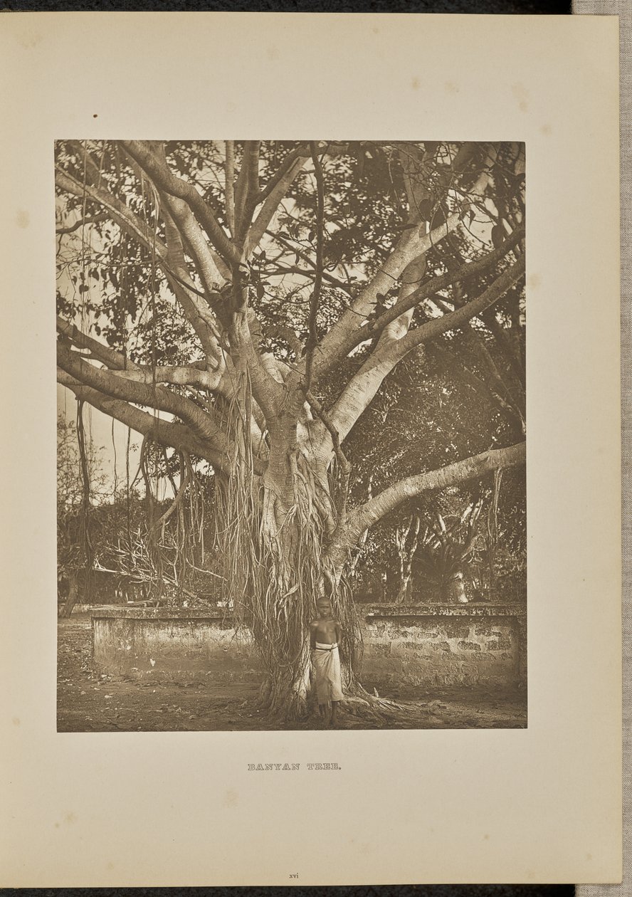 Banyanboom, met jonge aëriënstelen door Henry W. Cave
