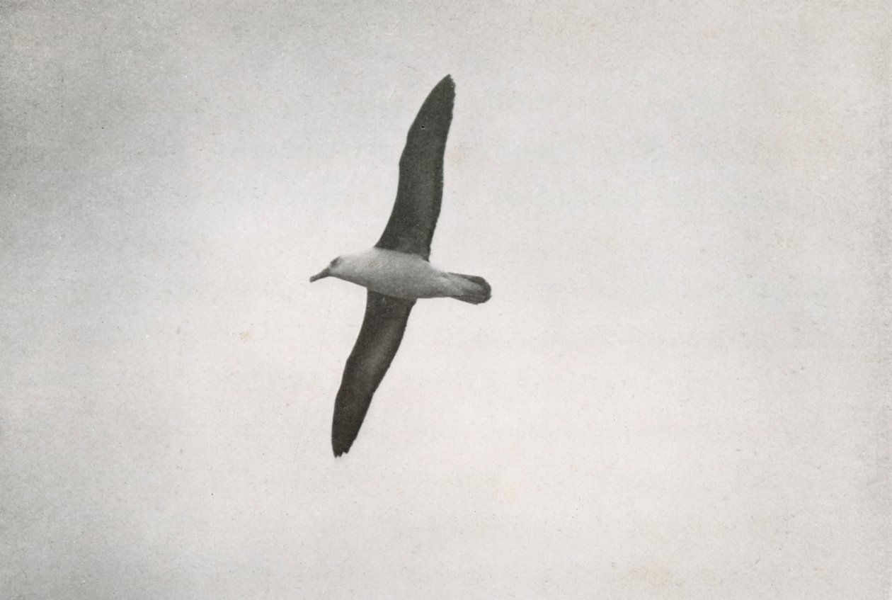 Albatros zwevend, c1910 door Herbert Ponting