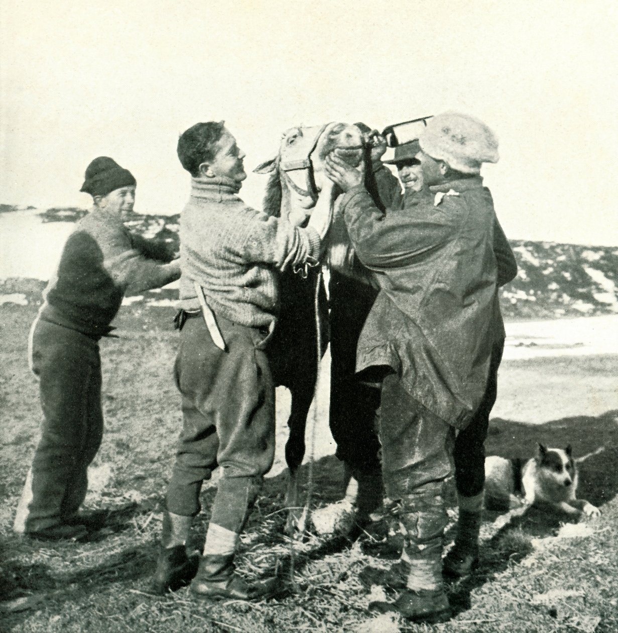 Pony neemt Whisky, 8 februari, 1911, 1913 door Herbert Ponting