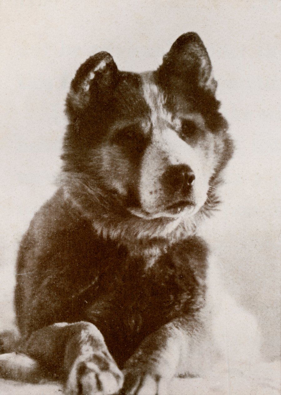 Vaida, c1910-1913 door Herbert Ponting