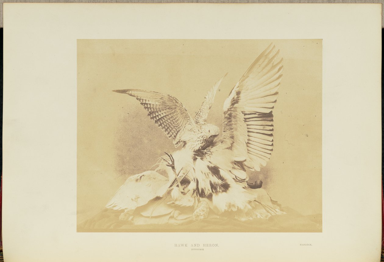 Havik en reiger door Hugh Owen