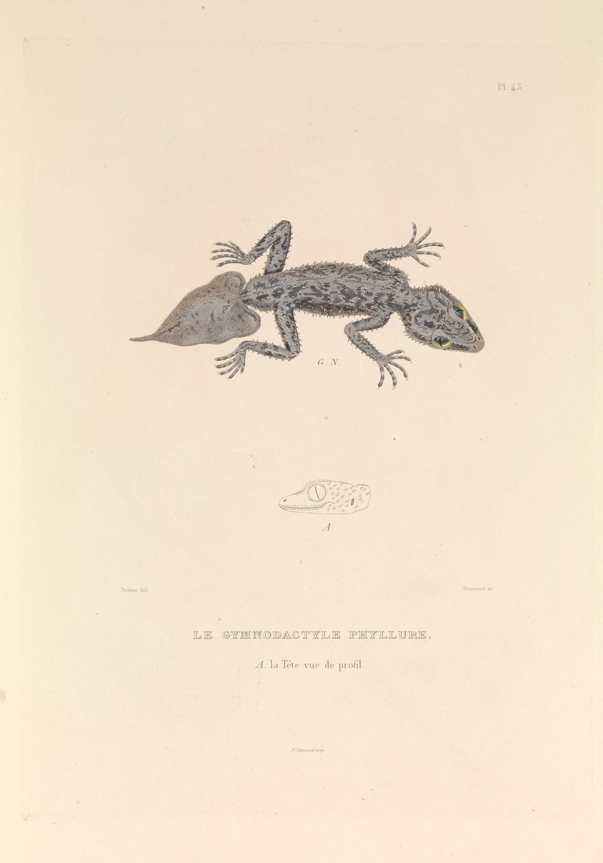 De Gymnodactyle Phyllure door Hyacinthe Yves Philippe (1781 1846) Potentien
