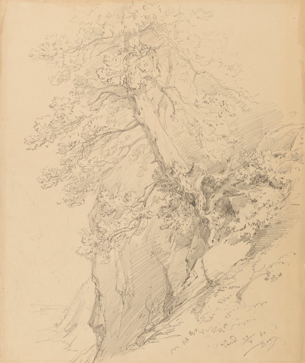 Boomstudie door Ignaz Dorn