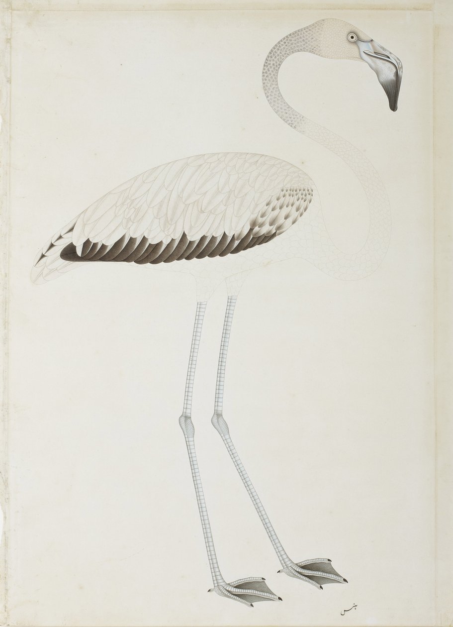 Een flamingo, c.1780 door Indian School