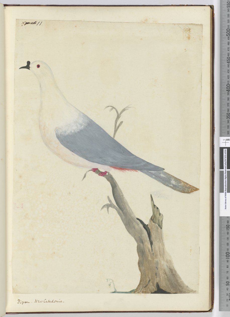 Duif, Nieuw-Caledonië, 1772-75 door Isaac Smith