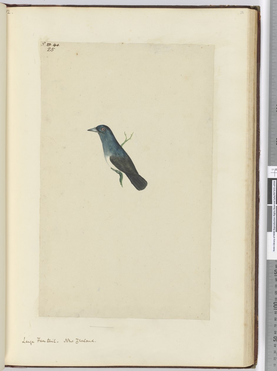 Grote waaierstaart. Nieuw-Zeeland, 1772-75 door Isaac Smith