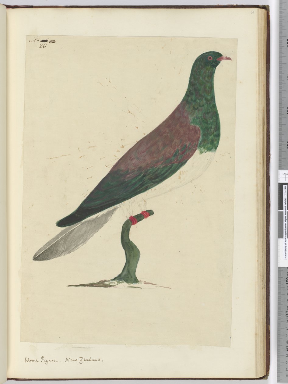 Houtduif. Nieuw-Zeeland, 1772-75 door Isaac Smith