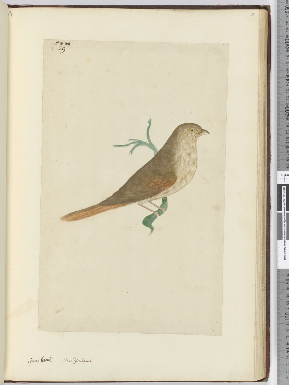 Dikbek. Nieuw-Zeeland, 1772-75 door Isaac Smith