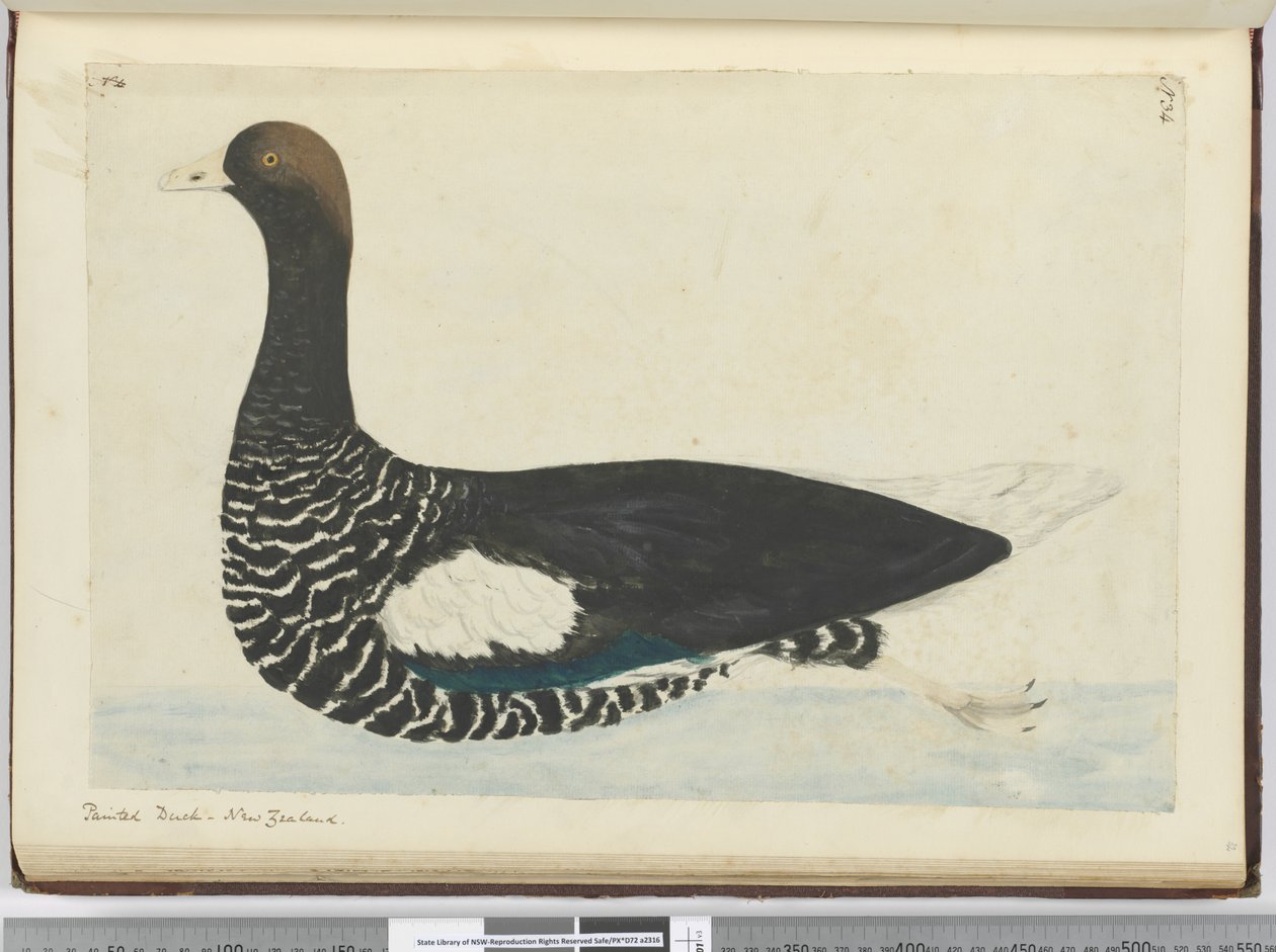 Geschilderde eend. Nieuw-Zeeland, 1772-75 door Isaac Smith