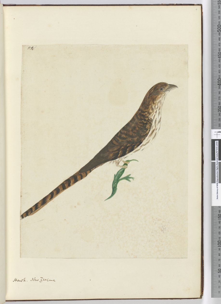 Havik, Nieuw-Zeeland, 1772-75 door Isaac Smith