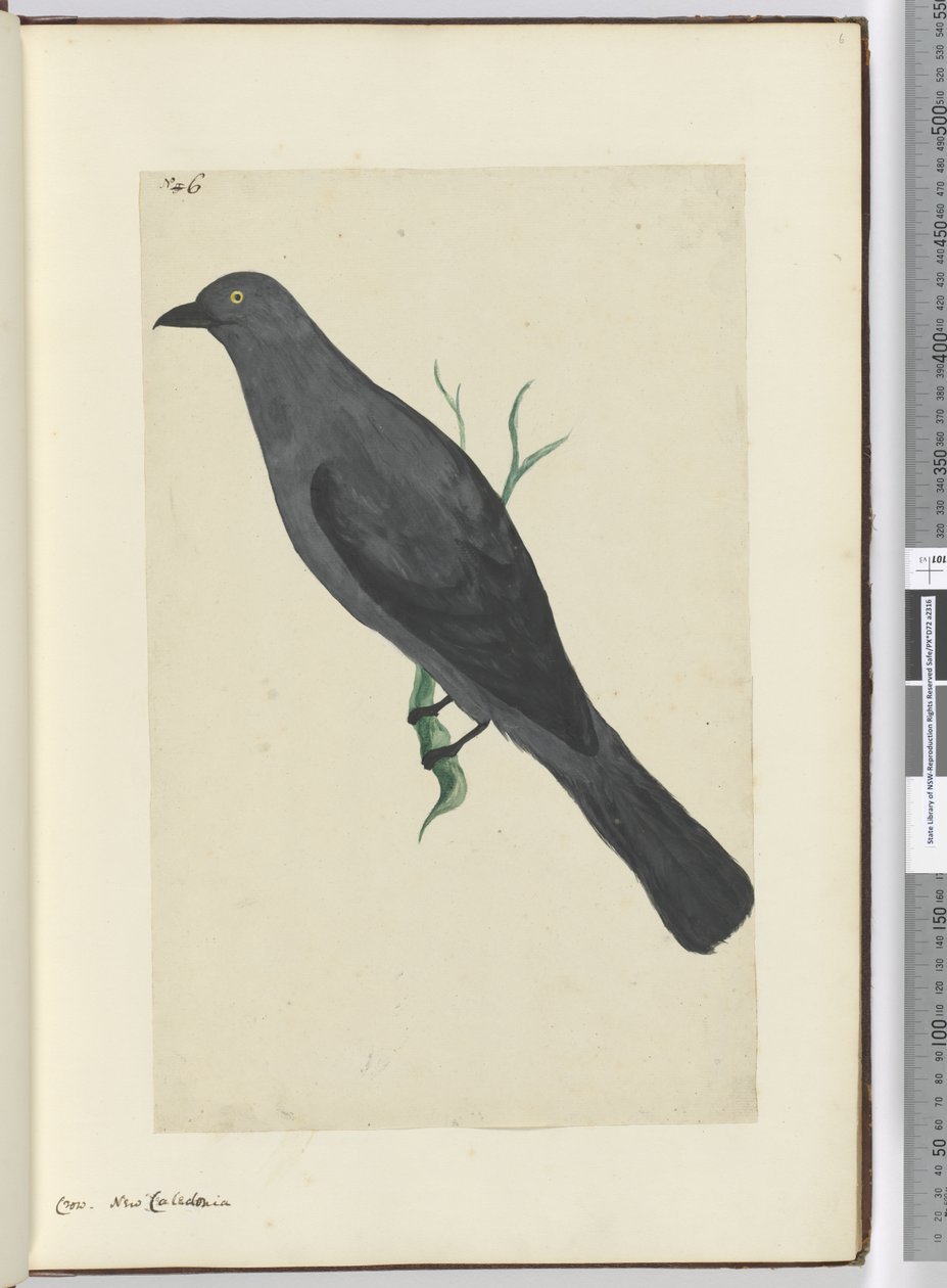 Kraai, Nieuw-Caledonië, 1772-75 door Isaac Smith