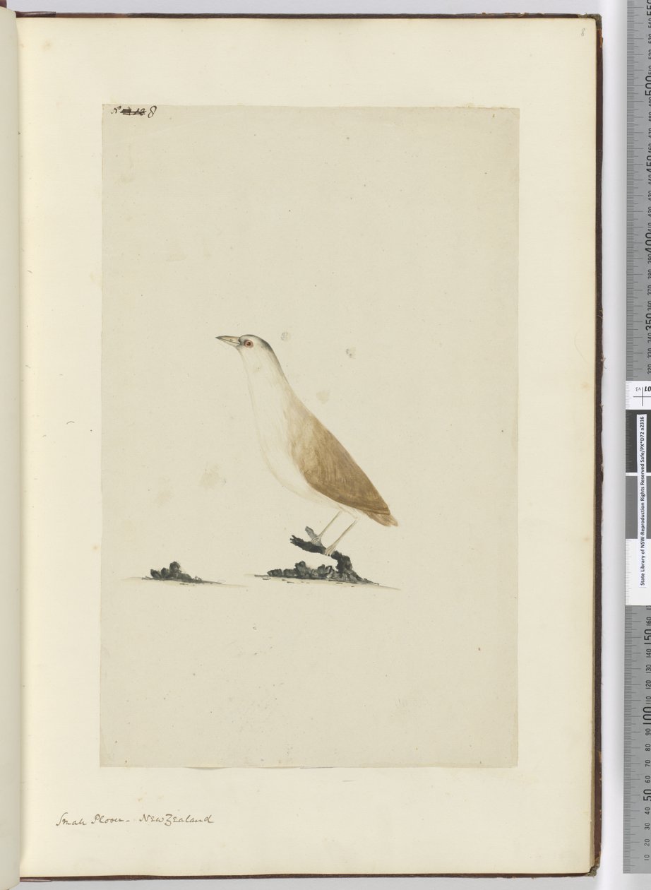 Kleine plevier, Nieuw-Zeeland, 1772-75 door Isaac Smith