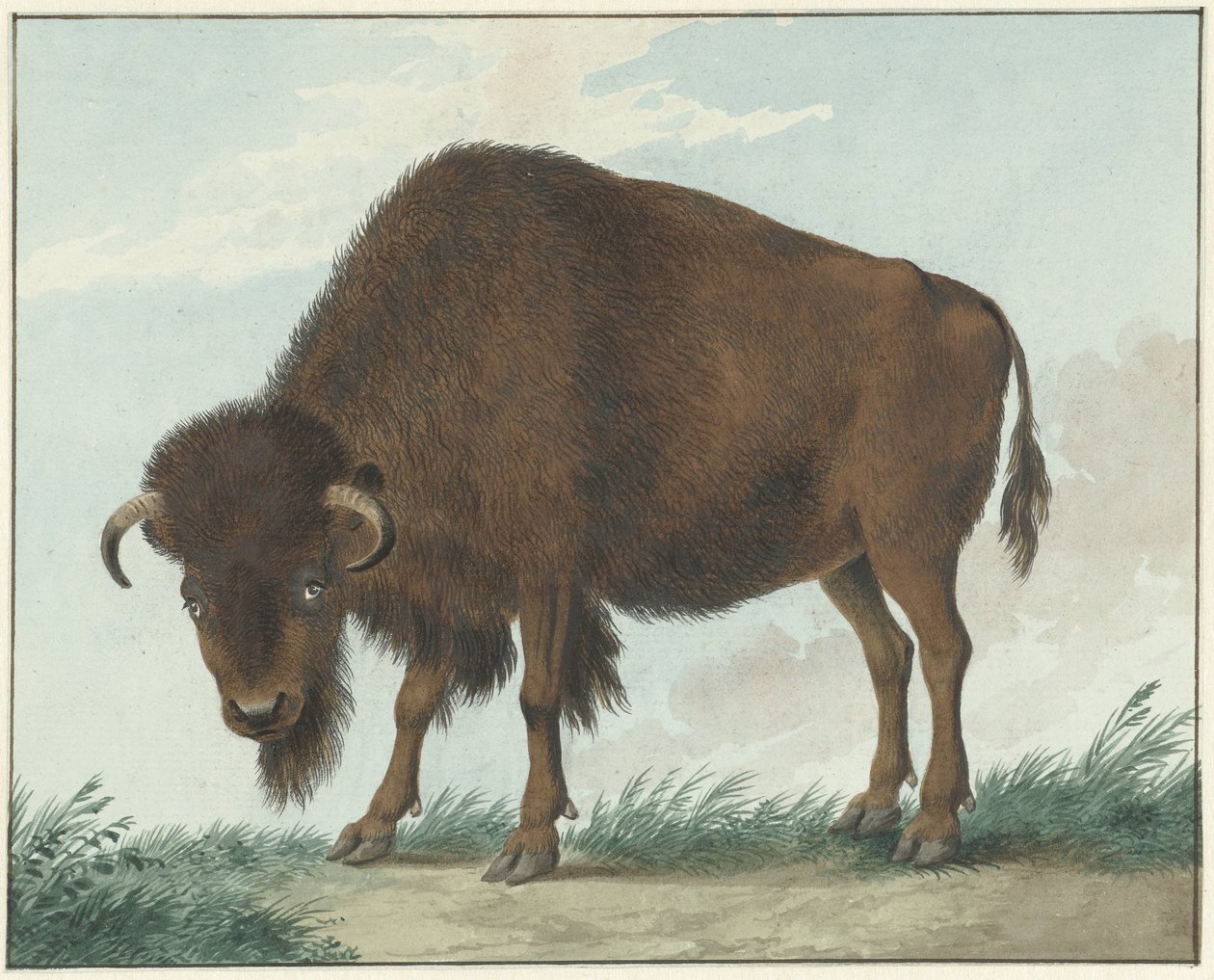 Bison door Isaac van Haastert