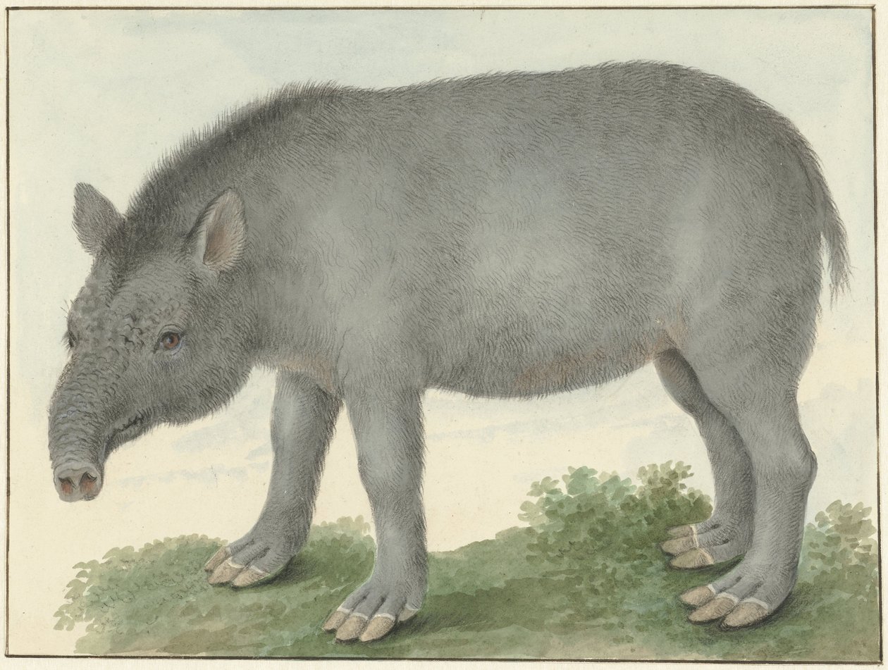 Tapir door Isaac van Haastert