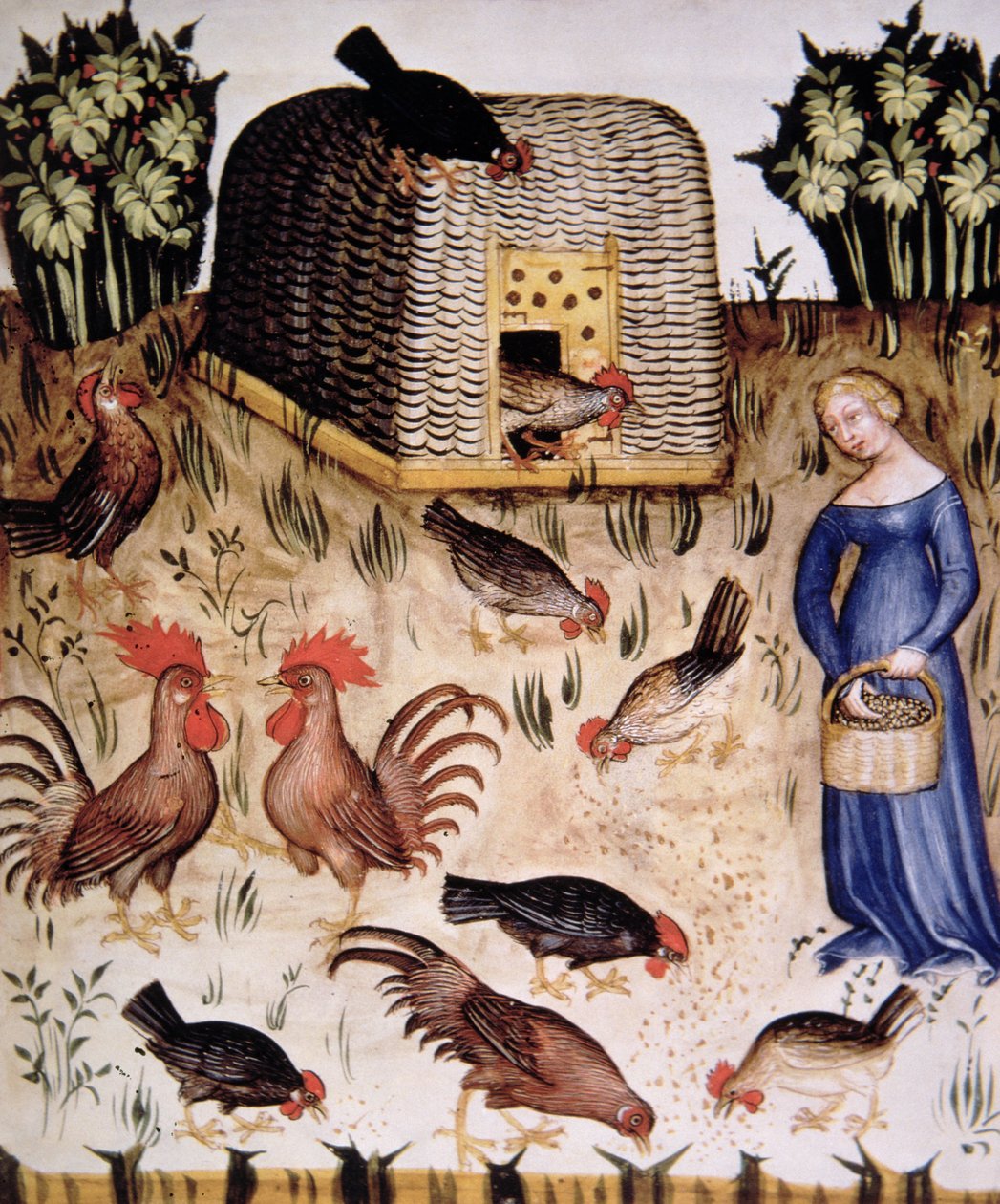 Hanenkraaien, illustratie uit Tacuinum Sanitatis Codex Vindobonensis door Italian School