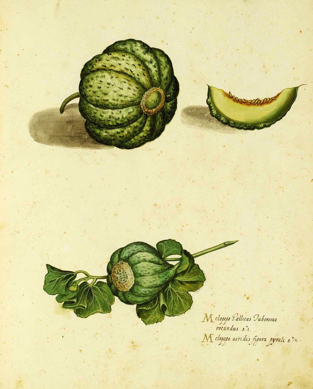 Erfgoed pompoen, gepubliceerd in Piante Fiori Frutti door Italian School