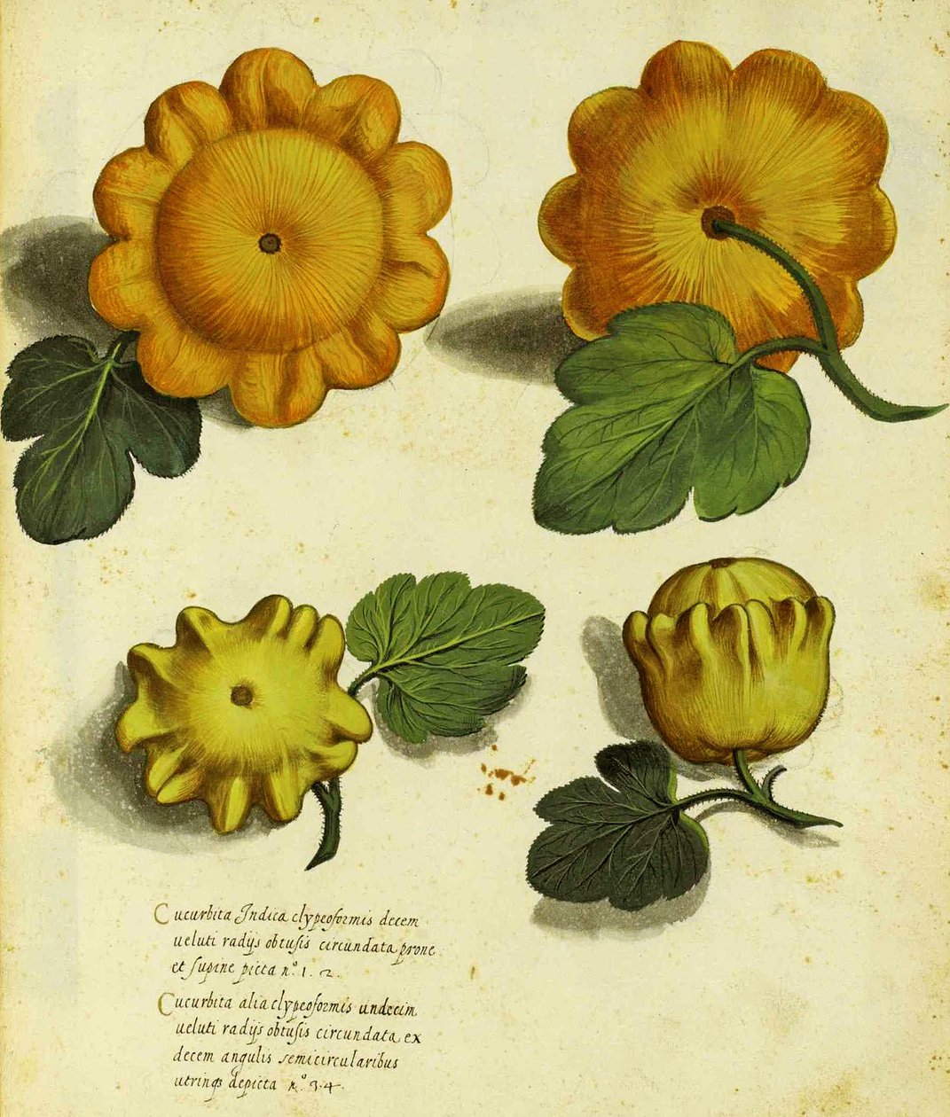 Erfgoed pompoen, gepubliceerd in Piante Fiori Frutti door Italian School