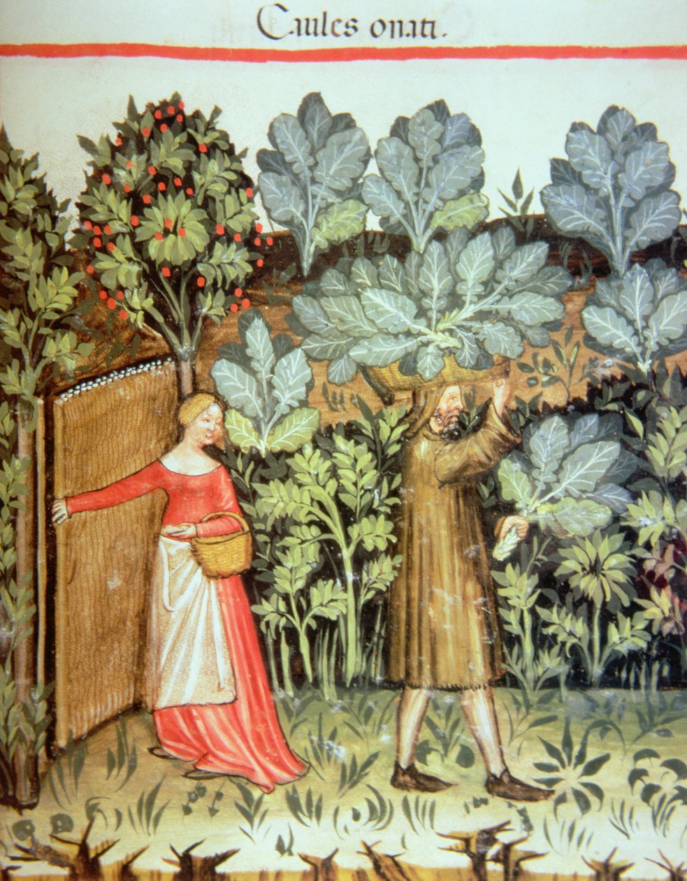 Kool oogsten, uit de Tacuinum Sanitatis Codex Vindobonensis door Italian School