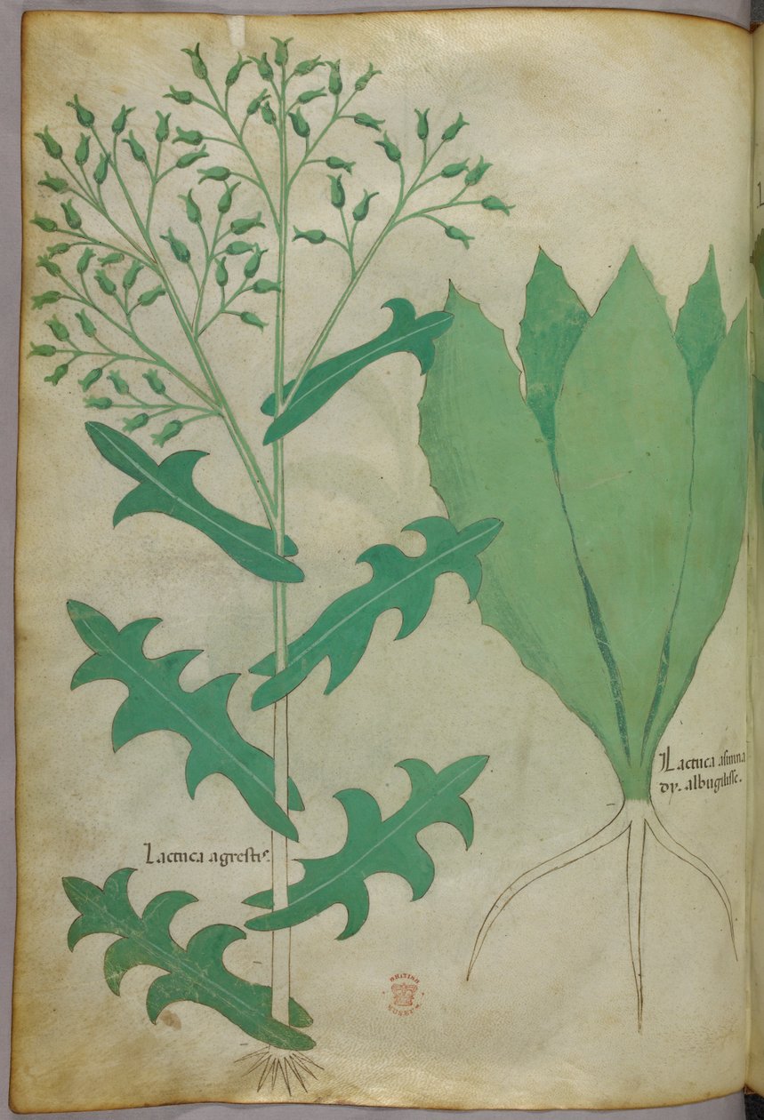 Botanische illustratie, ca. 1440 (inkt en kleur op perkament) door Italian School