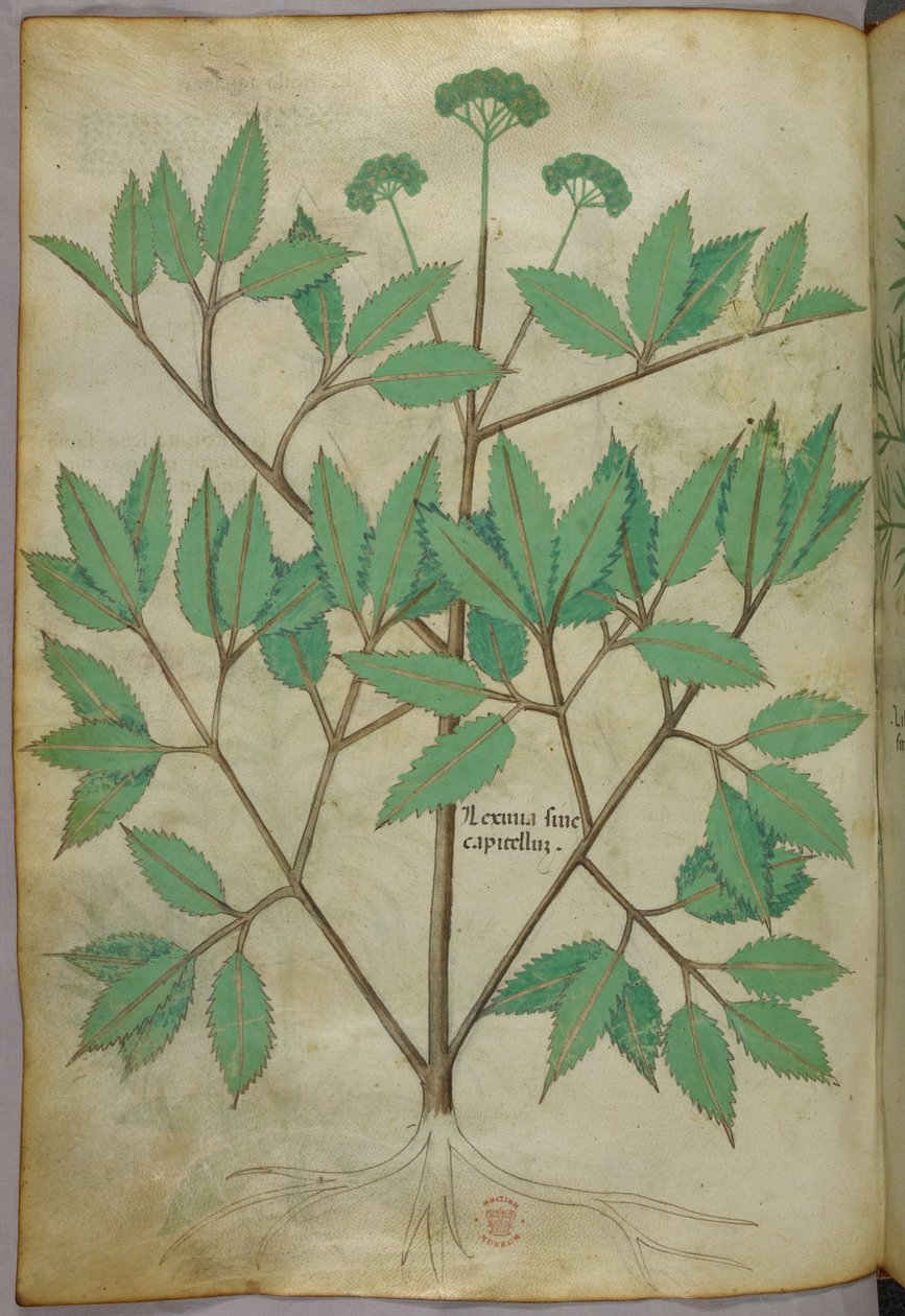 Botanische illustratie, ca. 1440 (inkt en kleur op perkament) door Italian School