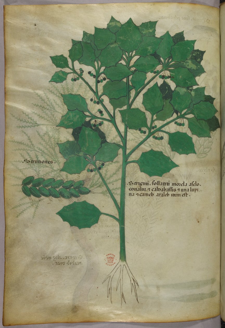 Botanische illustratie, ca. 1440 (inkt en kleur op perkament) door Italian School