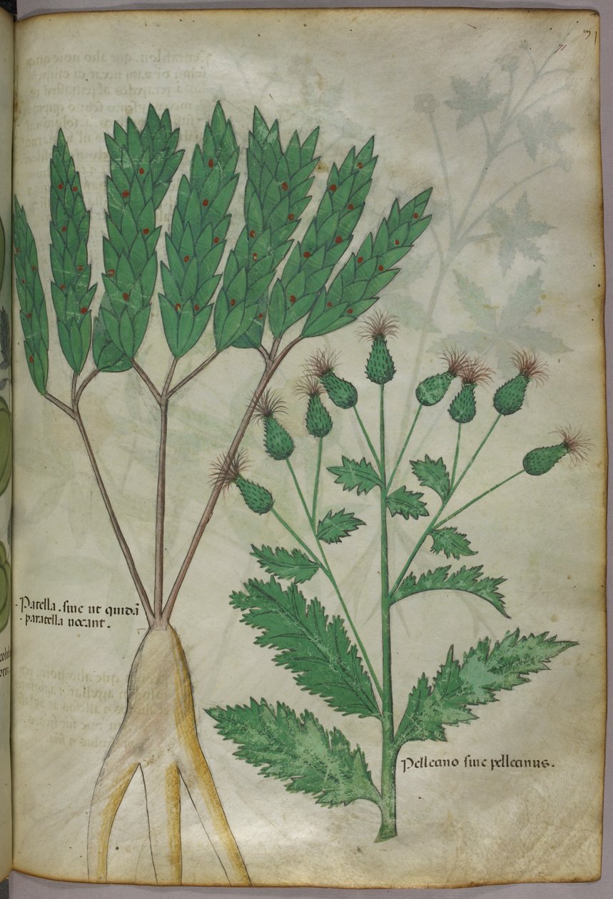 Botanische illustratie, ca. 1440 (inkt en kleur op perkament) door Italian School