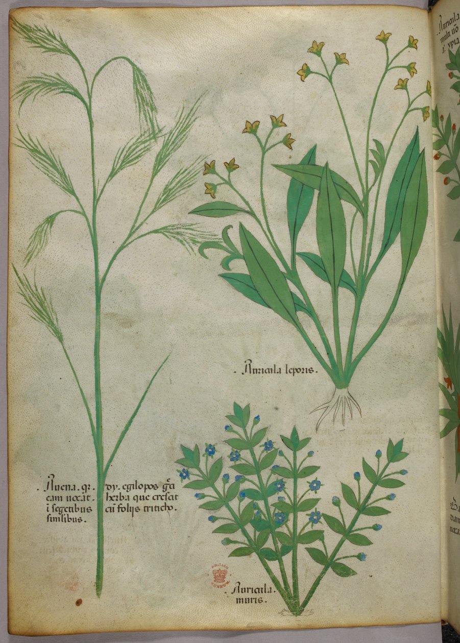Botanische illustratie, ca. 1440 (inkt en kleur op perkament) door Italian School