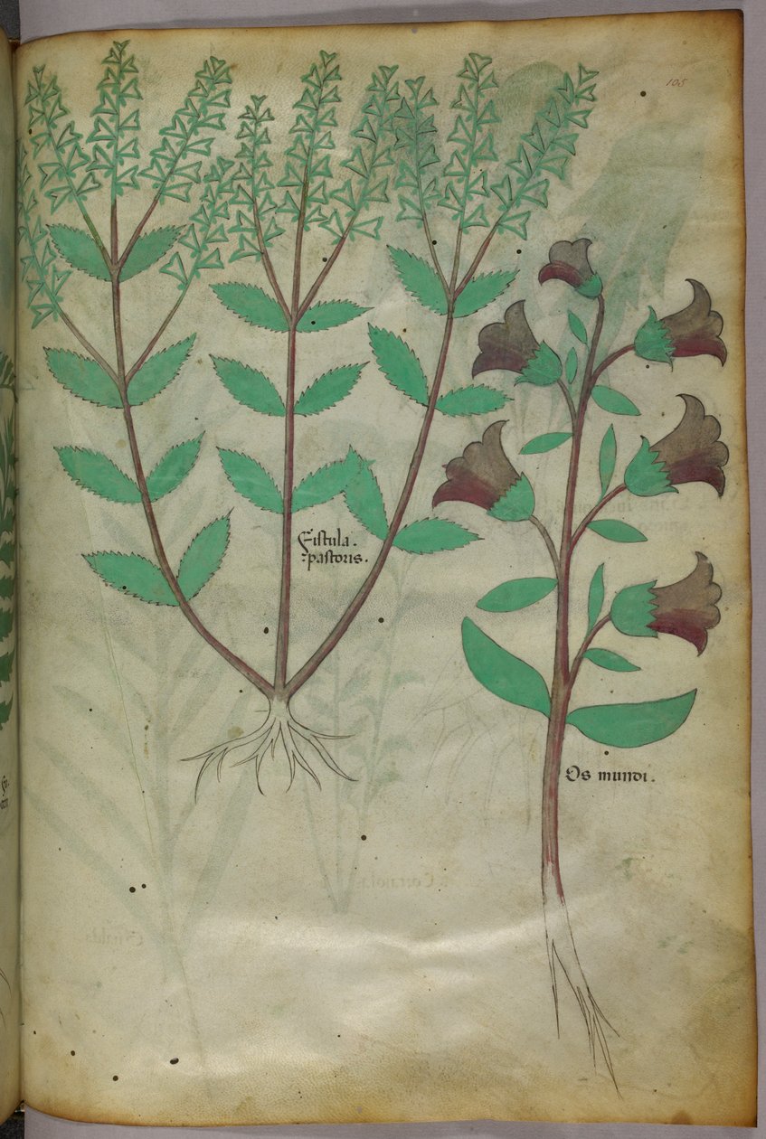 Botanische illustratie, ca. 1440 (inkt en kleur op perkament) door Italian School