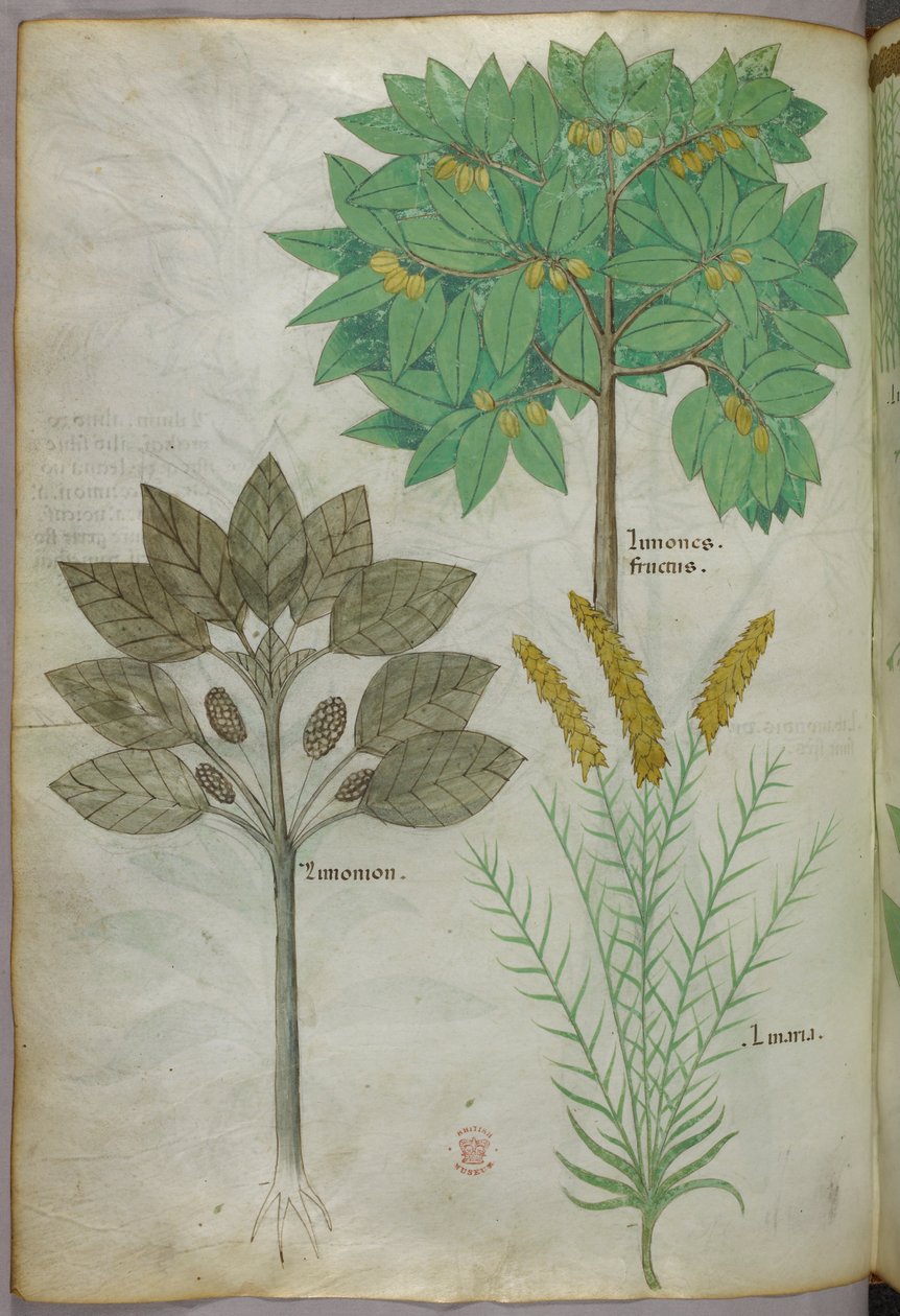 Botanische illustratie, ca. 1440 (inkt en kleur op perkament) door Italian School