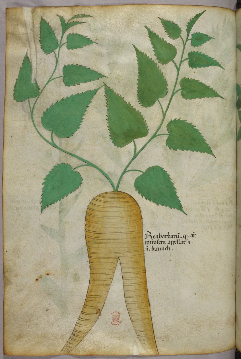 Botanische illustratie, ca. 1440 (inkt en kleur op perkament) door Italian School