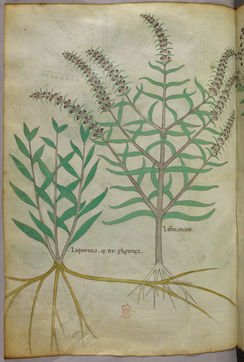 Botanische illustratie, ca. 1440 (inkt en kleur op perkament) door Italian School